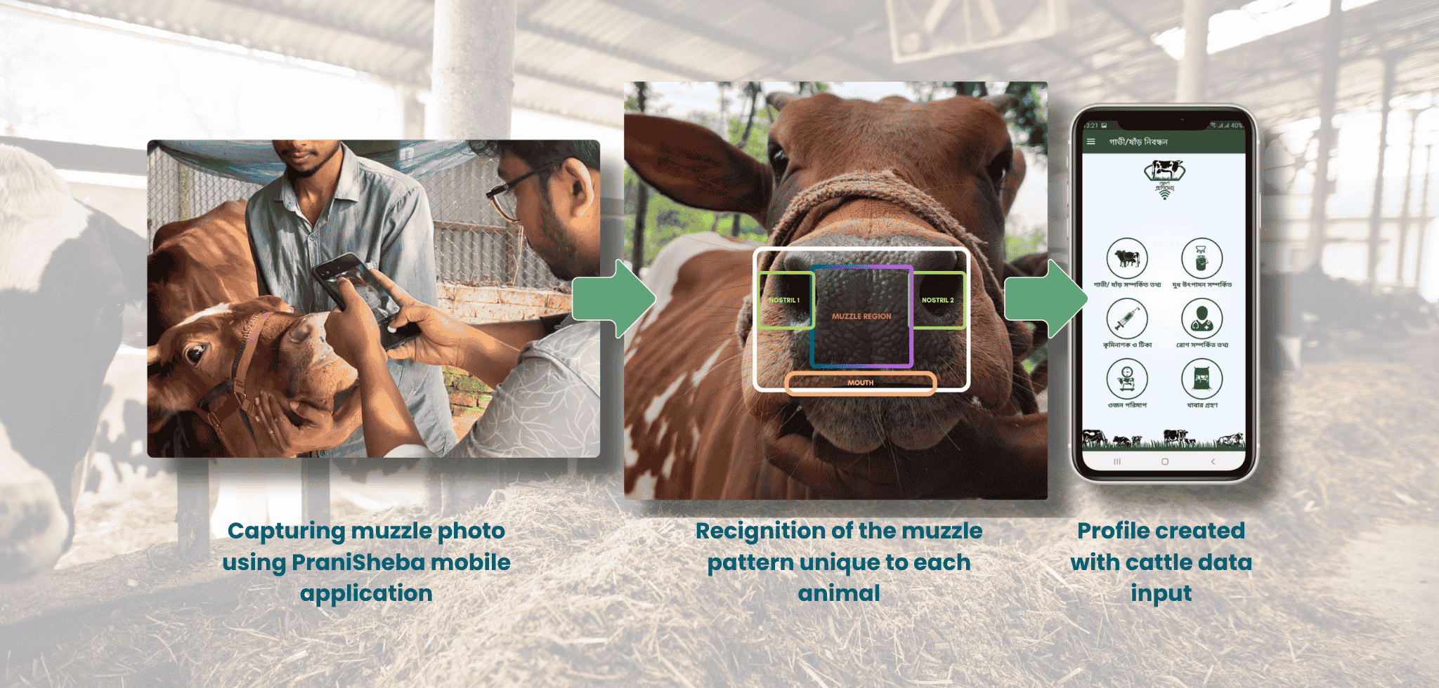 Capturing and recognizing unique cattle muzzle patterns